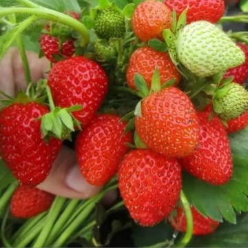 Căpșun (Fragaria A. Colossus)