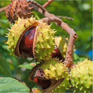 Castan salbatic (Aesculus hippocastanum), arbore ornamental, perdea forestiera, planta melifera - Img 2