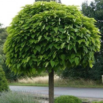 Catalpa glob (Catalpa bignonioides Nana), arbust ornamental, planta melifera, flori alb - Img 2