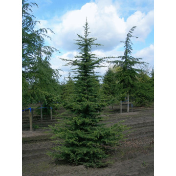 Cedru libanez (Cedrus libani)