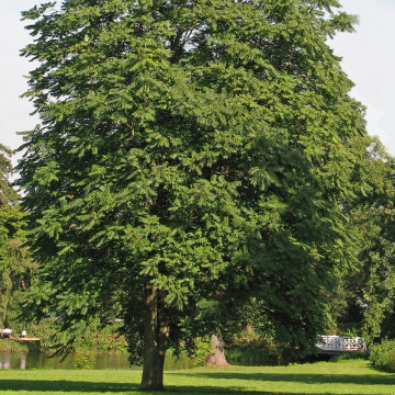 Cenuser ( Ailanthus altissima), arbore ornamental