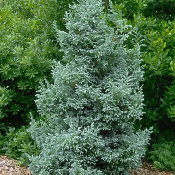 Chiparos Boulevard (Chamaecyparis law. Boulevard), vesnic verde, conifer ornamental - Img 3
