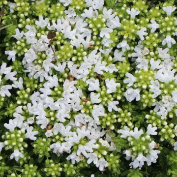 Cimbrisor alb (Thymus albiflorus) - Img 2