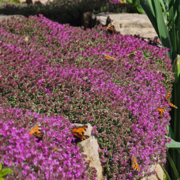 Cimbrisor rosu (Thymus praecox Red Carpet), vesnic verde, planta acoperitoare de sol, planta aromatica