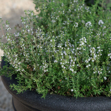 Cimbru alb (Thymus vulgaris White), planta acoperitoare de sol, planta aromatica, planta medicinala - Img 2