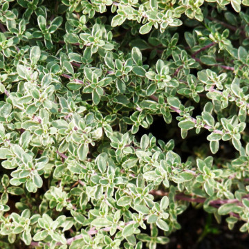 Cimbru argintiu (Thymus Silver Queen) ghiveci 2 l, planta acoperitoare de sol, planta aromatica, planta medicinala - Img 2