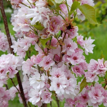 Cires japonez pitic (Prunus serrulata Amanogawa), 60-90 cm, arbore ornamental, gradina japoneza, flori roz - Img 2