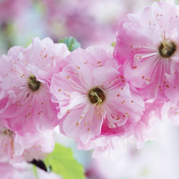 Cires japonez pitic (Prunus triloba Rosenmund), arbust ornamental, gradina japoneza, flori roz - Img 2