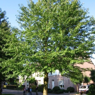 Cires paduret (Prunus avium) - Img 2