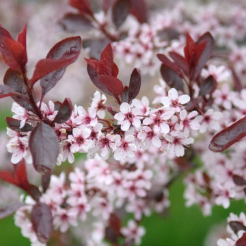 Cires rosu (Prunus cistena), arbust ornamental, planta parfumata, flori roz