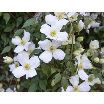 Clematita alba (Clematis montana alba), planta cataratoare, flori alb