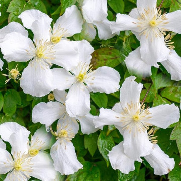 Clematita alba (Clematis montana grandiflora), planta cataratoare, planta melifera, flori alb