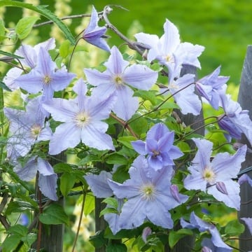 Clematita (Clematis Blue Angel), planta cataratoare, flori albastru - Img 1