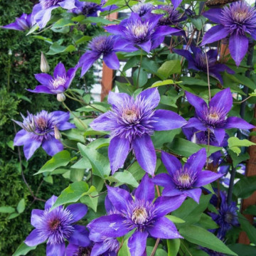 Clematita (Clematis Multi Blue), planta gard viu, planta cataratoare, flori albastru - Img 3