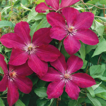 Clematita (Clematis Rouge Cardinal), planta cataratoare, flori rosu - Img 2