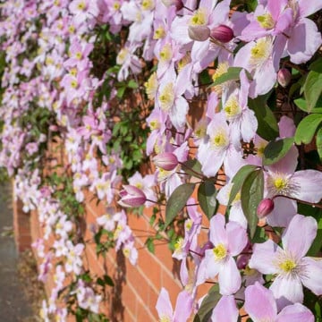 Clematita mirositoare (Clematis 'Fragrant Spring') - Img 3