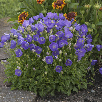 Clopotel (Campanula carpatica Perla Blue)