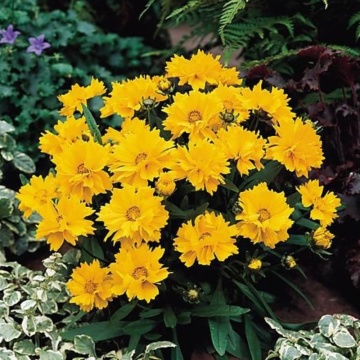 Coreopsis (Coreopsis grandiflora Presto Yellow Double) - Img 2