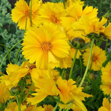 Coreopsis grandiflora Early Sunrise, planta perena, flori galbene
