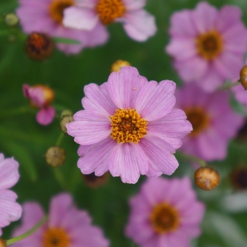 Coreopsis twinkerbell Pink - Img 2