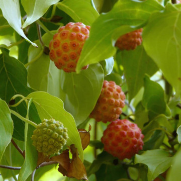 Corn chinezesc (Cornus kousa chinensis), arbust ornamental - Img 5