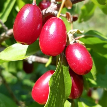 Corn Jeliko (Cornus mas Jeliko) - Img 4