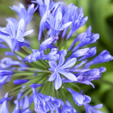 Crin african (Agapanthus Umbrella Blue), bulbi crini, flori albastru - Img 2