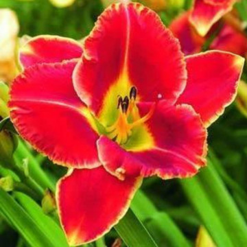 Crin de o zi (Hemerocallis Fire and Fog), bulbi crini, flori rosu