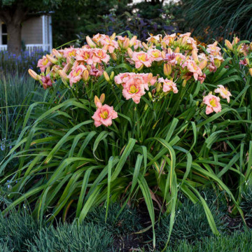 Crin de o zi (Hemerocallis 'Wineberry Candy'), plante perena, flori roz - Img 2