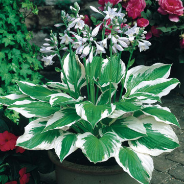 Crin de toamna (Hosta for Patriot), bulbi crini, flori alb
