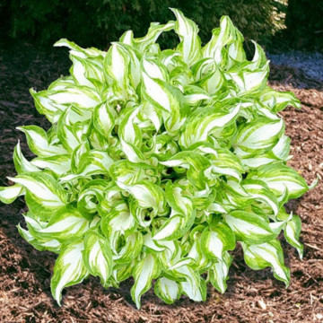Crin de toamna (Hosta Kiwi Spearmint), bulbi crini, flori mov - Img 2
