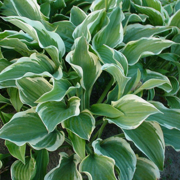 Crin de toamna (Hosta Regal splendor), bulbi crini, flori alb - Img 4