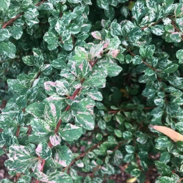 Dracila argintie (Berberis Silver Beauty), planta gard viu, arbust ornamental, frunzis verde-alb - Img 3