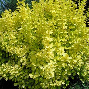 Dracila galbena (Berberis th.aurea), planta gard viu, arbust ornamental, gradina japoneza - Img 2