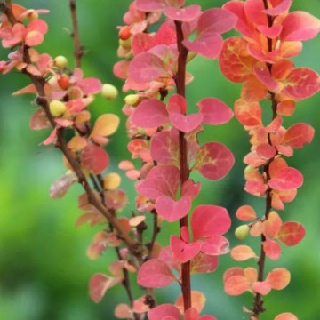 Dracila japoneza (Berberis th. Erecta), planta gard viu, arbust ornamental, gradina japoneza - Img 3