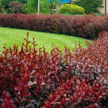 Dracila rosie (Berberis th atropurpurea), planta gard viu, arbust ornamental
