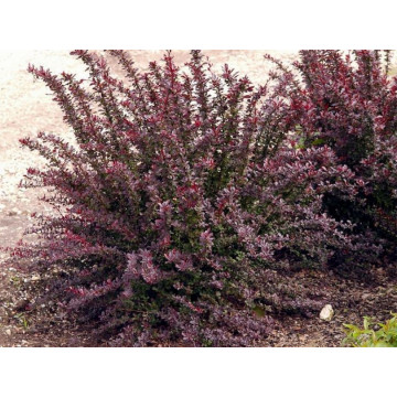 Dracila rosie (Berberis th Red Chief) 40-60 cm C3, planta gard viu, arbust ornamental, frunzis rosu