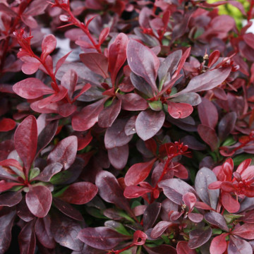 Dracila rosie pitica (Berberis th. Atropurpurea Nana), planta gard viu, planta ornamentala, frunzis rosu - Img 2
