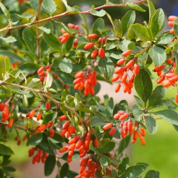 Dracila verde (Berberis vulgaris) 50-80 cm