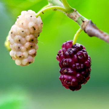 Dud alb (Morus alba), pom fructifer, planta medicinala
