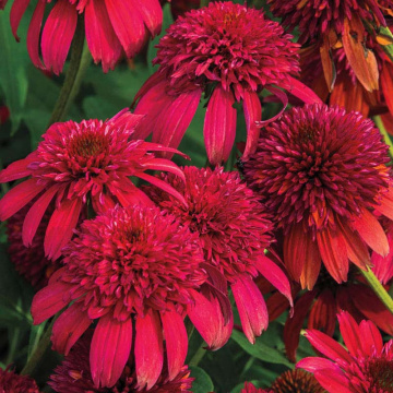 Echinacea p Sombrero Double Cranberry - Img 1