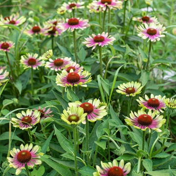 Echinaceea (Echinacea purpurea Green Twister), planta perena, planta medicinala, planta parfumata - Img 2