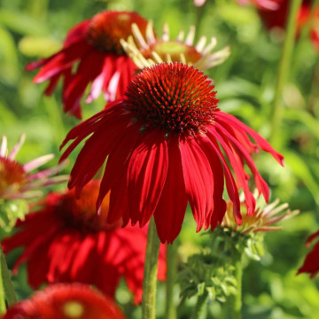 Echinceea (Echinacea sombrero Salsa red)