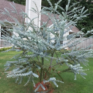 Eucalipt argintiu (Eucalyptus cinerea Silver Dollar), vesnic verde, arbust ornamental, planta aromatica - Img 3