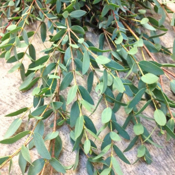 Eucalipt (Eucalyptus parvula Small Leaved Gum Oliva), arbore ornamental