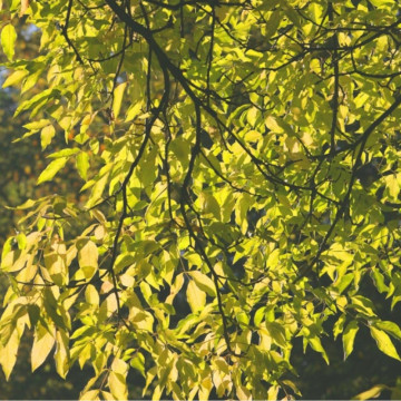 Evodia (Euodia hupehensis), planta ornamentala, planta melifera, planta parfumata - Img 3
