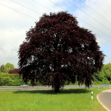 Fag rosu (Fagus sylvatica Atropunicea), planta gard viu, arbore ornamental, frunzis rosu