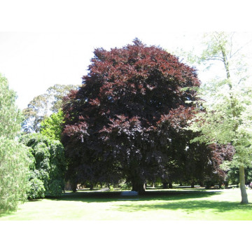 Fag rosu (Fagus sylvatica Atropunicea), planta gard viu, arbore ornamental, frunzis rosu - Img 3