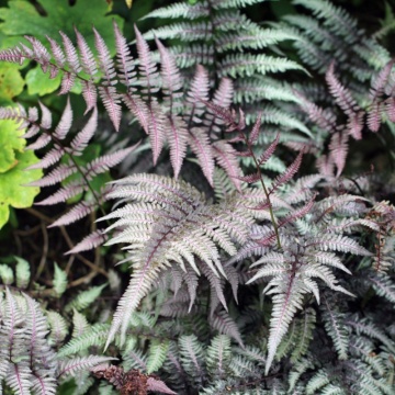 Feriga japoneza (Athyrium niponicum 'Burgundy Lace'), planta perena