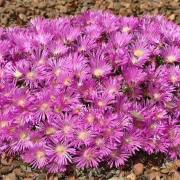 Floarea de cristal (Delosperma cooperi Table Mountain) - Img 3